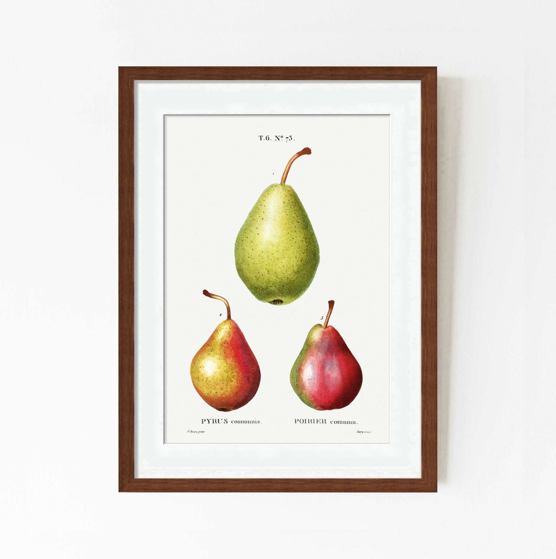 Pear Joseph Framed print Pear Studies by Pierre-Joseph Redouté - North of Chelsea